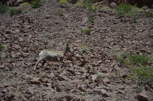 Mountain goats near Hoover Dam.