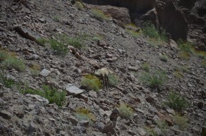 Mountain goats graze near Hoover Dam.