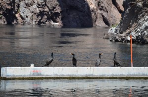 Cormorants at Hoover Dam.