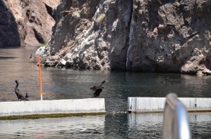 Cormorants at Hoover Dam misbehaving.