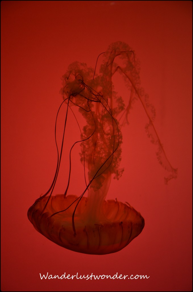 Jellyfish in Shedd Aquarium
