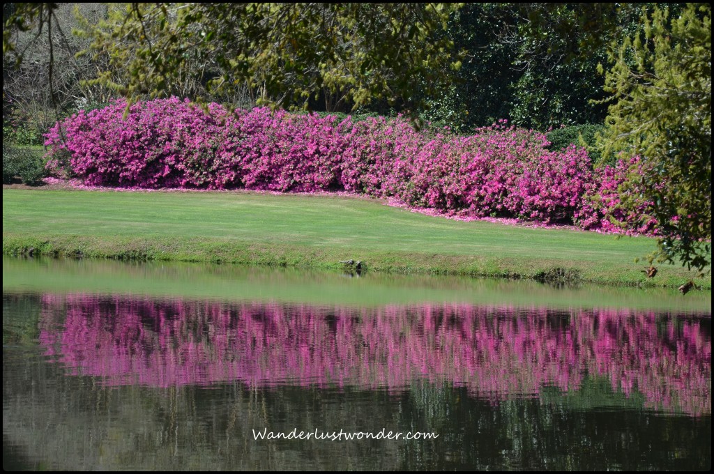 Gorgeous flowers!