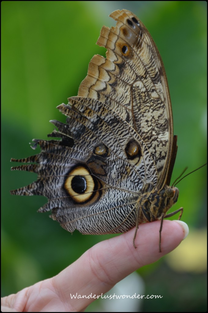 At the butterfly conservatory on Mackinac Island.