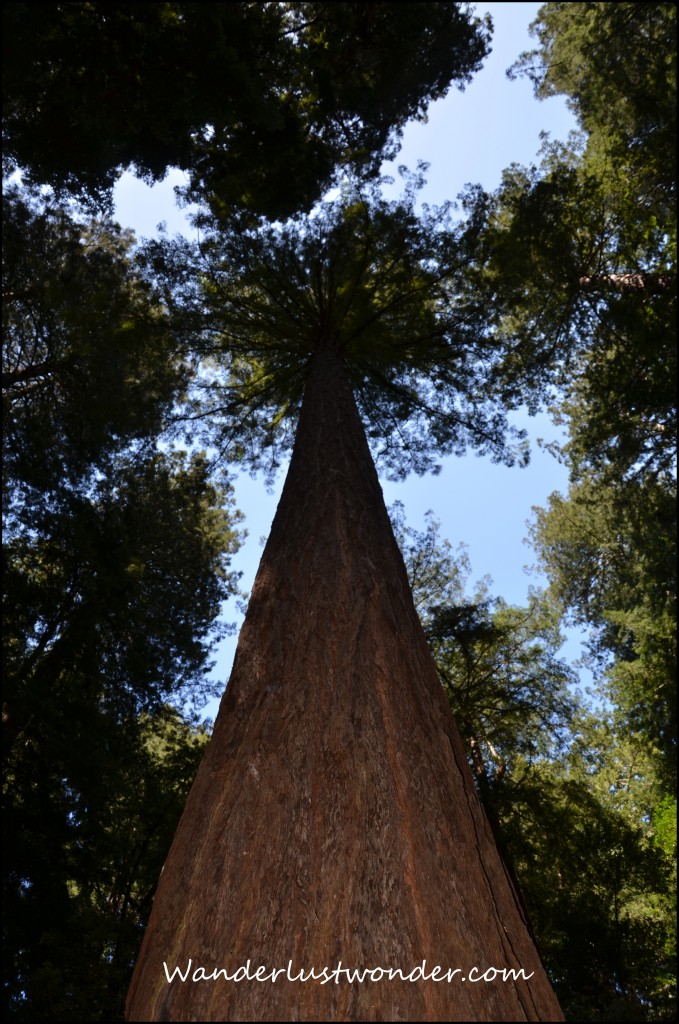 Muir Woods