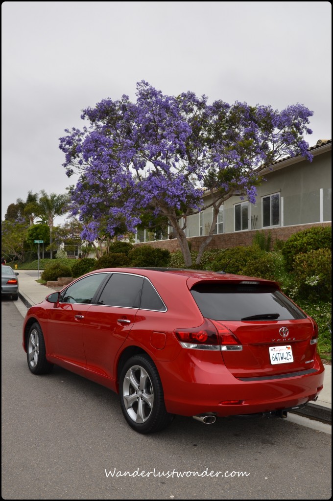 Venza with the beautiful Jacaranda trees in the area.