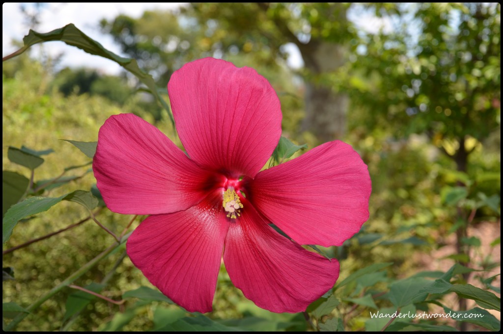 Flower in Centennial Park in Nashville