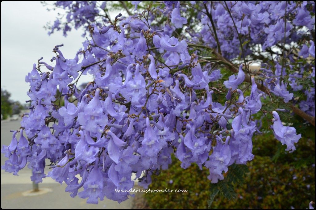 Gorgeous Jacaranda trees near the Batiquitos Lagoon.