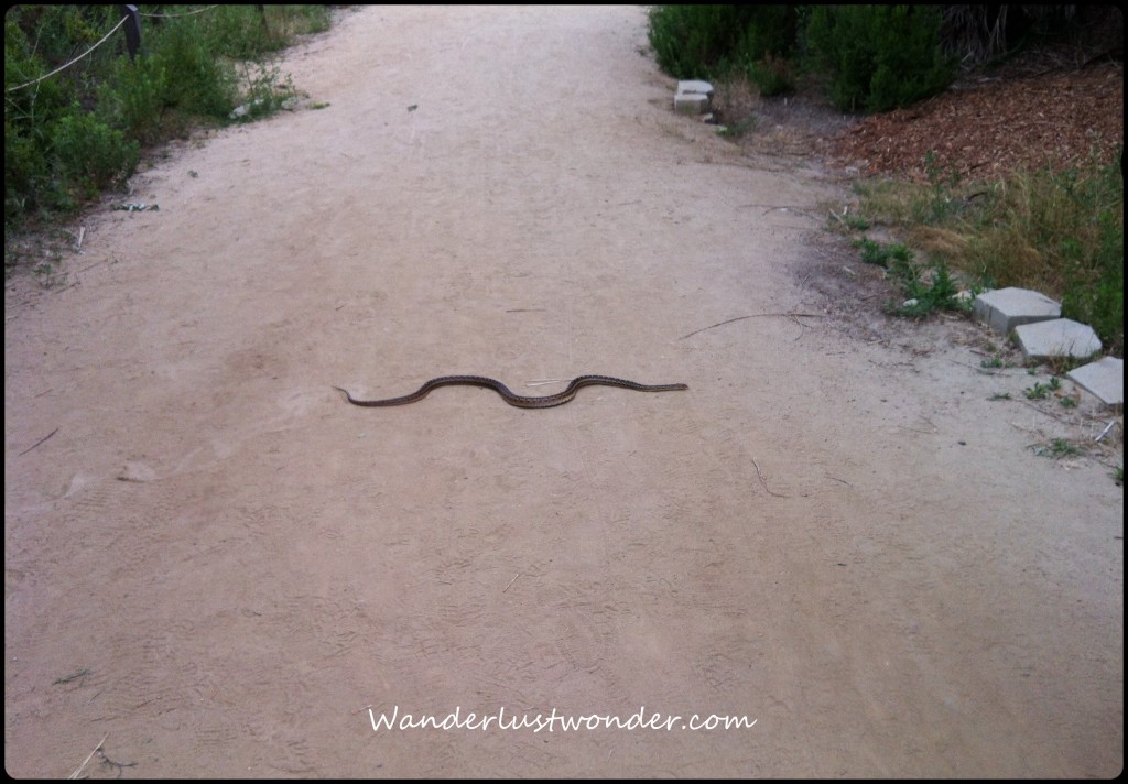 Why, yes. Yes, that is a snake.