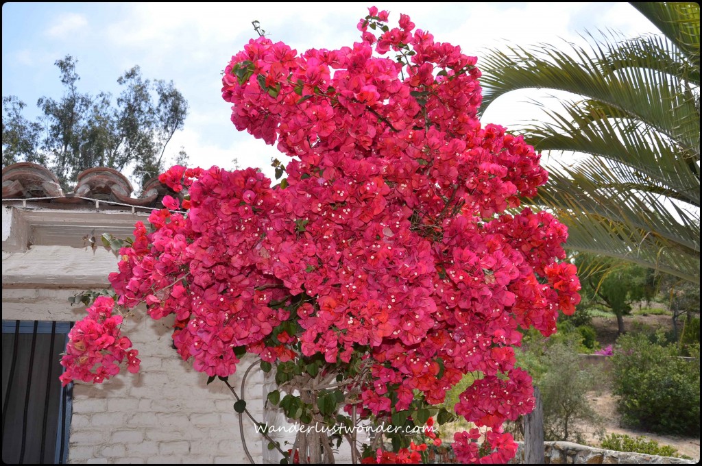 Bouganvillia Small