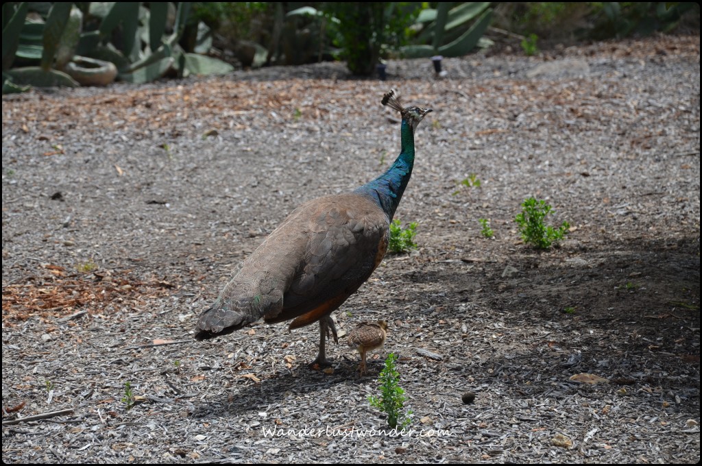 Peacock mama and baby.