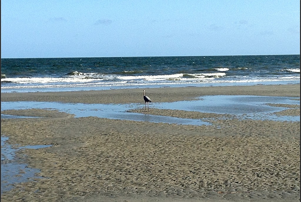 Low tide and a lone visitor.