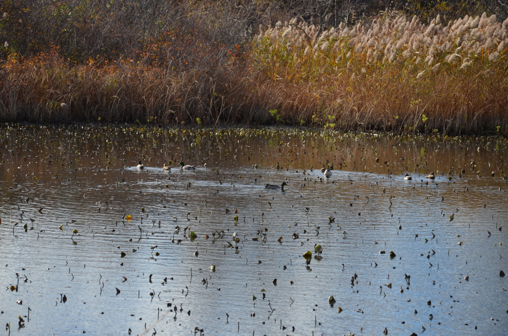 Ducks on Water