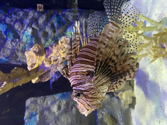 Beautiful lion fish!